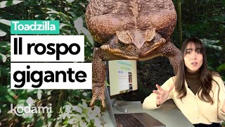 Il rospo gigante scoperto in Australia è pericoloso [upl. by Kassel]