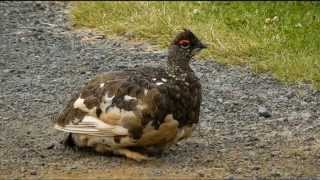 Belokur horsky Lagopus muta Rock Ptarmigan Hana Vytopilova Adolf Goebel [upl. by Slrahc]