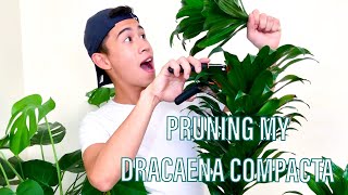 4 STEP HOW TO Prune and Propagate a Dracaena Compacta Plant Janet Craig Plant [upl. by Chainey613]