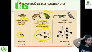 Excreção 2 Tipos de excretas nitrogenadas [upl. by Avin816]