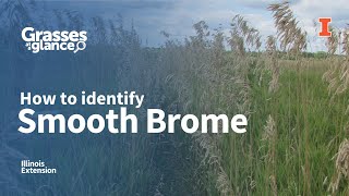 How to Identify Smooth Brome  Grasses at a Glance [upl. by Esidnak]