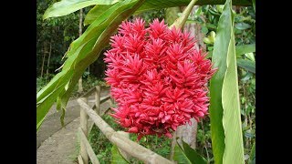 Strange but beautiful Red Alpinia Purpurata Flowers  Red Ginger [upl. by Enimaj]