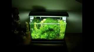 Krewetkarium 25l Shrimp tank  aquarium lowtech Cz1 [upl. by Waechter]