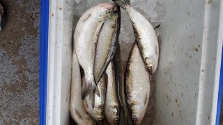 Catching skipjack from the structure of the Newburgh Dam on the Ohioriver Got get that Catfish bait [upl. by Ube]