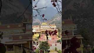 The beauty of Gyuto Monastery himachaldairies nature [upl. by Giza]