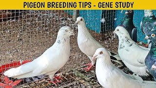 PIGEON GENE STUDY  INBREEDING  HIGHFLYER PIGEONS pura Linage [upl. by Gladstone]