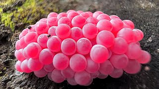 ASMR Crushed snail eggs  Apple snail Eggs ASMR 🐌04 [upl. by Reeva913]