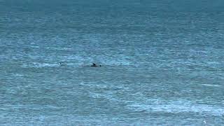 VA BeachDolphin Pod Swimming North [upl. by Namar]