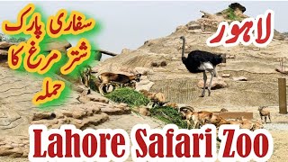 lahore Safari Park Ki Sair  Beautiful Lahore Safari Park After Renovation  Safari Zoo Lahore [upl. by Yarb]