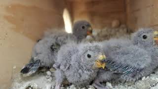 Red Rump Parrot Babies Part 1 [upl. by Yziar305]