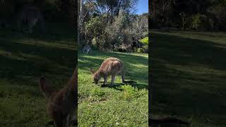 Kangaroo  Pebbly Beach kangaroo traveldestinations bestbeaches Must visit pebblebeach pebbles [upl. by Millda]