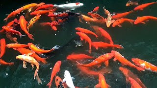 Amazing Catching Catfish Baby Arowana Perch Koi Guppies Ornamental Fish Frogs  Fishing Videos [upl. by Aineg]