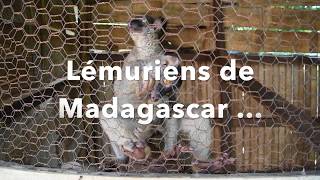 Lémurien de madagascar [upl. by Snave]