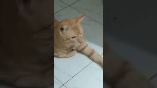 Tm tu dill hu tm cei dill tu nahi bhar skta 🐈😻 [upl. by Felita]