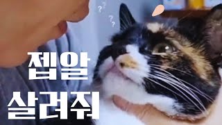 The most docile cat ever 아빠의 고구마키스를 참는 순둥순둥한 뽀야미 [upl. by Einobe472]