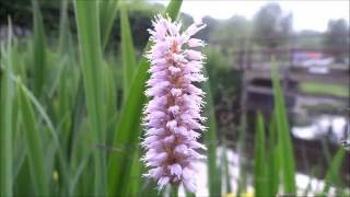 Adderwortel Persicaria bistorta  20160601 [upl. by Einal]