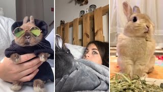 Os Coelhos mais FOFOS e ENGRAÇADOS do TikTok  Animais Fofos [upl. by Beaufert]