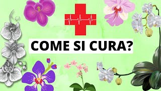 Come prendersi cura di un orchidea Tutorial pratico [upl. by Kamin574]