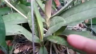 How I Grow Phalaenopsis pulcherrima [upl. by Rawdon]