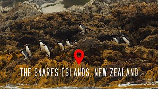 The Snares Islands New Zealand 4K [upl. by Harret]