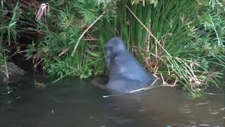 Manatees eating grass on bank [upl. by Maximilian]