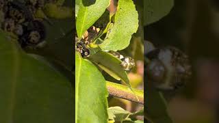 Swallowtail butterfly caterpillar eating leaves naturelovers butterfly caterpillar [upl. by Yeldud]