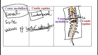 USMLE ACE Video 206 Spinal Cord Anatomy  Conus Medullaris Cauda Equina and Reflex Levels [upl. by Arraek]