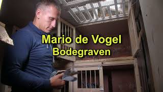 GOUDEN DUIF INT ZWARE FOND 2020 Mario de Vogel [upl. by Manny88]