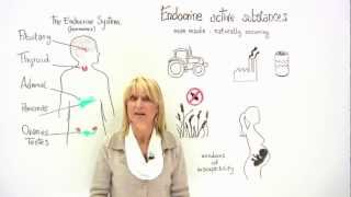 The Endocrine System and food safety [upl. by Fanya]