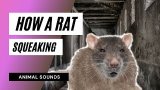 The Animal Sounds Rats Squeaking 🐀🐀🐀  Sound Effect  Animation [upl. by Idok]