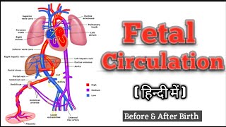 Fetal Circulation In Hindi  Fetal Circulation [upl. by Ecyak725]