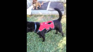 Harness Review  Ruffwear Webmaster Harness [upl. by Basir]