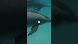 How Dolphin Echolocation Works in 60 Seconds [upl. by Nibbor408]