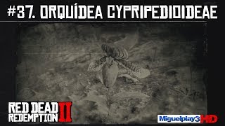 Localización múltiple Orquídea Cypripedioideae  37Compendio Plantas  Red dead redemption 2 [upl. by Nnailuj]