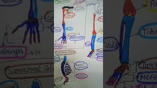 Hindlimb forelimb vertebral column diagram 👍👍 [upl. by Jarlen]