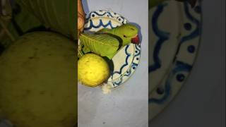 My mitthu is eating guava ♥️♥️ parrot mitthunatu birds funnybirds funny mitthu guttu [upl. by Yelekalb]