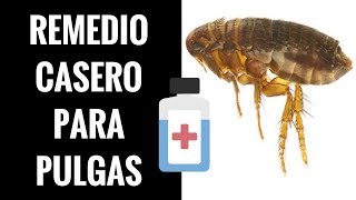 🛑Remedios CASEROS para las Pulgas ⏭ Descubre 1 Fórmula AntiPulgas NATURAL✅ [upl. by Naic520]