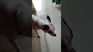 Fight between johny 🐕 and monkey🐒doglover dogs pets [upl. by Meave]