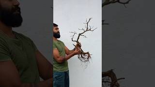 අට්ටික්කා bonsaiබදුන්ගත කිරීම💚💚 bonsai [upl. by Asertal]