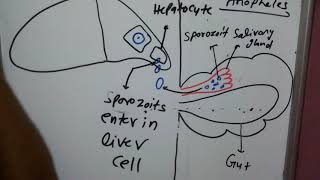 Malaria part 3 sporozoitcryptozoits preerythrocytic cycle anophilin [upl. by Rednasyl]