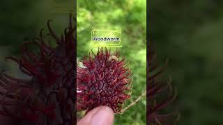 Woodworm farmer motivation nature wood worm farmlifeserye farm insects pest harvest [upl. by Lowell669]