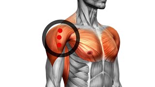 Exploring the Deltoids Understanding Trigger Point Locations for Better Muscle Health [upl. by Bixler]