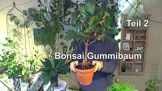 Gummibaum Teil 2 Schneiden und Potential erkennen für einen neuen Bonsai [upl. by Lyndsie]