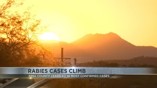 Pima County leads the state with most confirmed rabies cases so far in 2024 [upl. by Bidle]