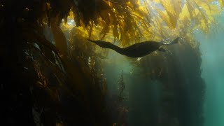 Kelp is the forest of the ocean  Coastlines [upl. by Htiel293]