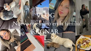 VLOG ¡Nuevo miembro en la familia RAGNAR [upl. by Domella]