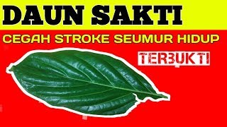 Ambil 1 LembarBuang Racun dalam Tubuh dan STOP sakit STROKE  Pola Hidup Sehat Dengan Daun Mengkudu [upl. by Mccollum620]