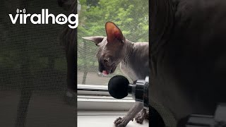 Sphynx Cat Enjoys Massage Gun  ViralHog [upl. by Oakman]