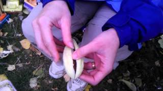 Removing floss from milkweed seed [upl. by Brand466]