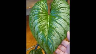 Beautiful Philodendron Mamei Silver Cloud [upl. by Lourie]